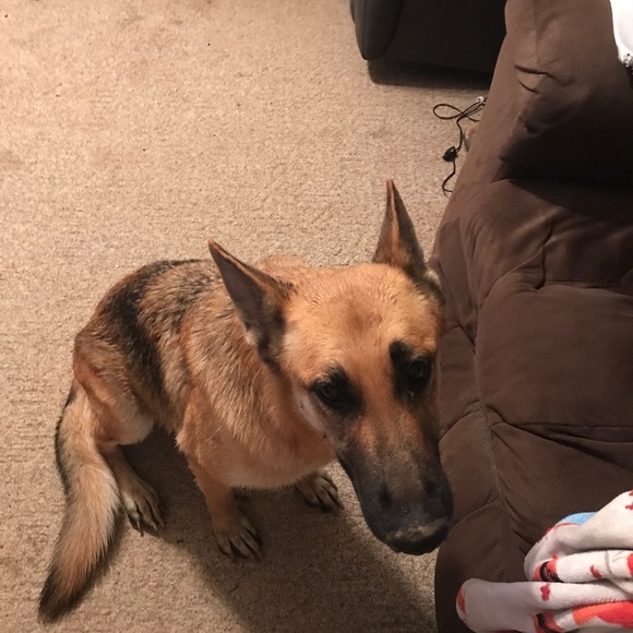 Meet your Posher, Susan - Picture 1 of 1